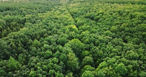 Endloser grüner Wald. Großer Regenwald in Polen
.