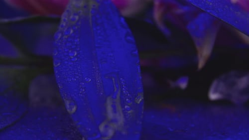 Extreme Close Up of Leaf with Water Droplets