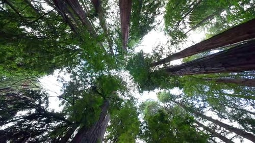 Rotating View from Ground towards Treetops Covering Skyline Redwoods Forest Muir Woods National Monu