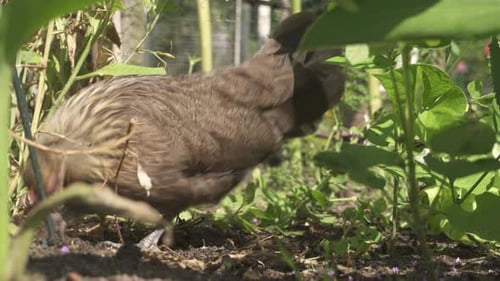 Free Range Brown Domestic Hen Chicken With Chicks Eating On The Garden Yard. Close Up