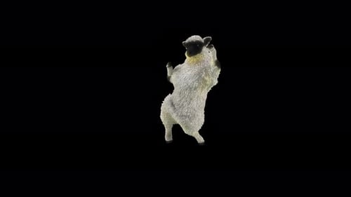 Funny Black-Faced Sheep Dancing Loop Animation