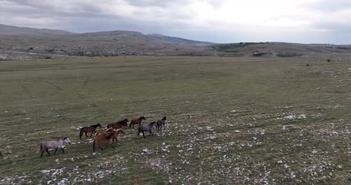 Epic Aerial Over Large Herd Of Wild Horses Running Galloping In Wild Nature Slow Motion Through