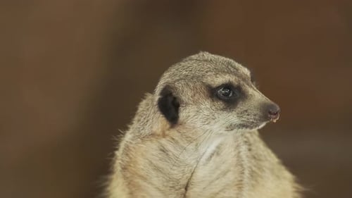 Erdmännchen, sitzendes Porträt