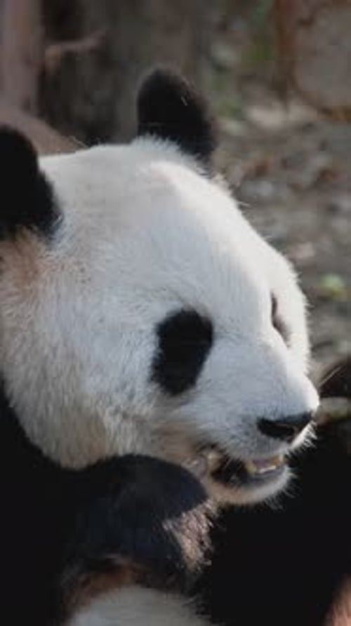 Ours panda géant mangeant du bambou