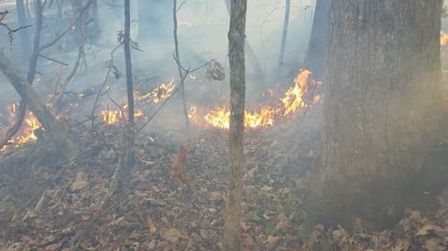 Firefighters doing controlled burn in forest to prevent forest fire natural disaster