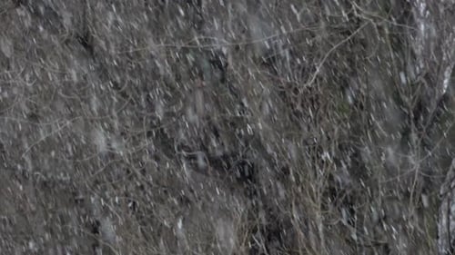 Snow Falls Through Bare Branches in Winter