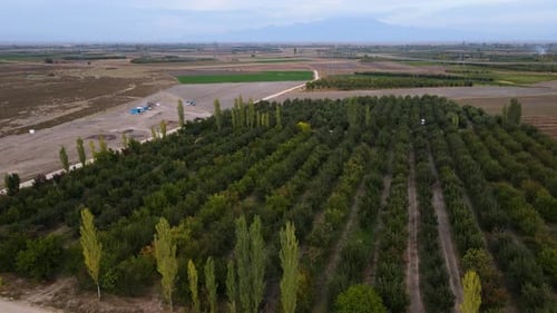 Flying Over Apple Orchards and Fields