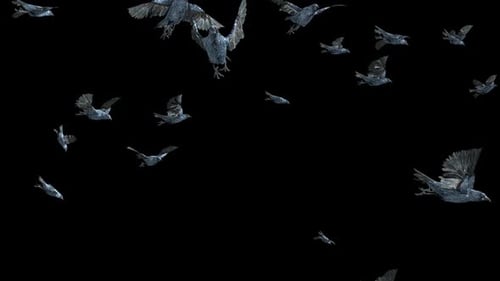 Flock of Black Birds Flying Animation Loop