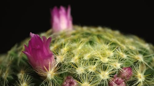 Blooming Cactus with Pink Flowers, Close Up