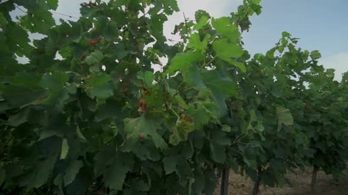 View of a vineyard
