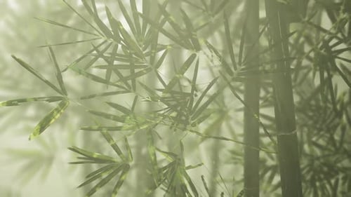 Gentle Swaying Bamboo Leaves with Misty Ambient Background