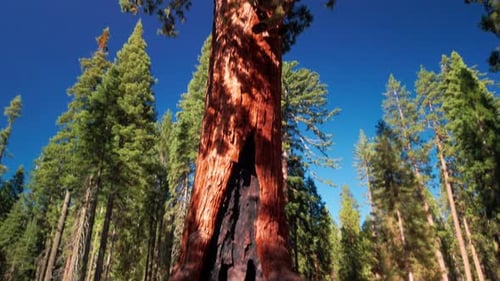 Tilting up shot of the Grizzly Giant Sequoia tree in Yosemite National Park. 4K