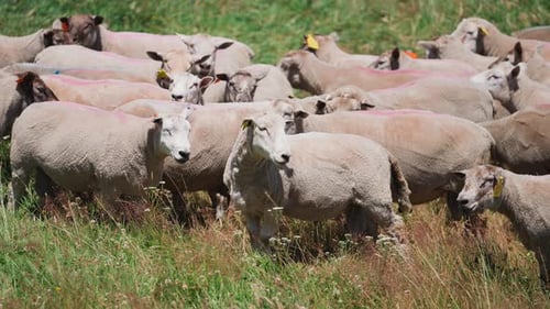 Curious sheep looking while standing in grass pasture on sunny day
