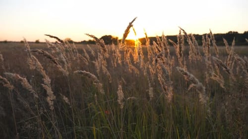 Golden Grass Field at Sunset