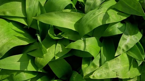 Vibrant Green Ramson Leaves Close-Up