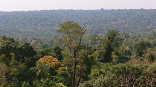 Panoramic aerial movement of dense Amazon jungle with vibrant green foliage and a distant horizon.