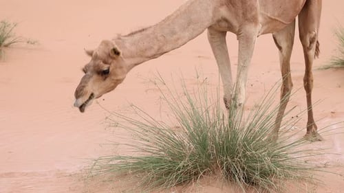 Middle Eastern Camel Eating Green Shrub in the Desert in UAE