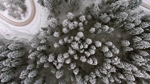 Aerial Footage of Snowy Coniferous Forest and Wandering Serpentine Road in Winter Shot Vertically