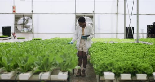 Scientist Inspecting Lettuce in Greenhouse
