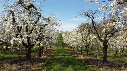Tracteur vert au travail sur le terrain