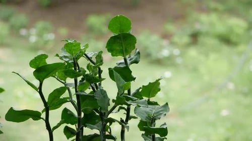 A close up of green plants and a plant with green leaves