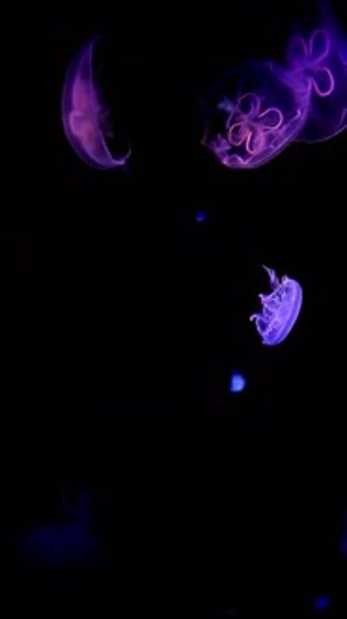 Glowing Jellyfish Swimming in the Dark