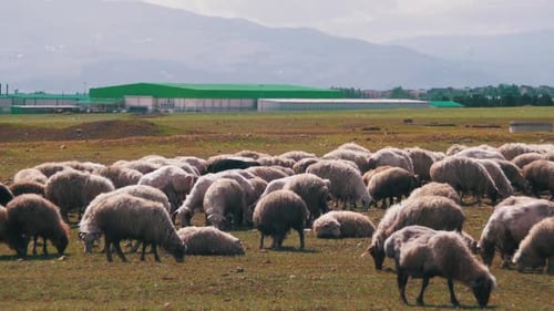 Group of Sheep Grazing in the Field