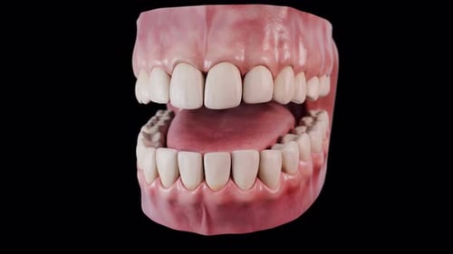 Realistisches Bewegen und Kauen des menschlichen Kiefers in flüssiger 4K-Animation