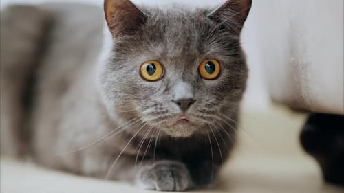 Close Up of a Gray British Short Hair Cat