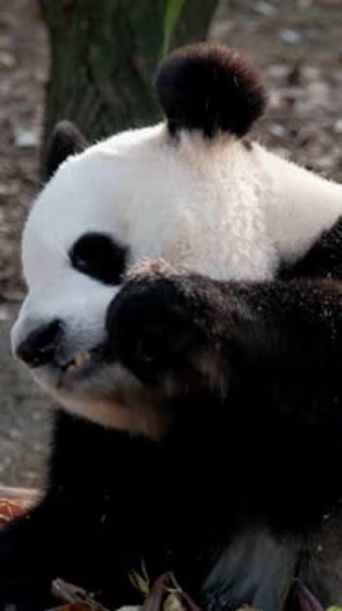 Panda Eating Bamboo Shoots Outdoors in Natural Setting