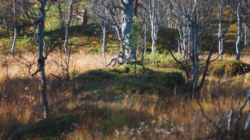 Ein ruhiger Wald im Herbst mit goldenen Blättern und einem weichen, farbenfrohen Unterholz, das in warme Sonne getaucht ist