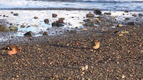 Los pinzones y petirrojos se reúnen cerca del agua mientras beben y cantan en un hábitat forestal natural.