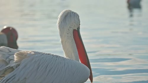 Pelican Birds Among Fishing Boats in the Harbor. Macro Shot