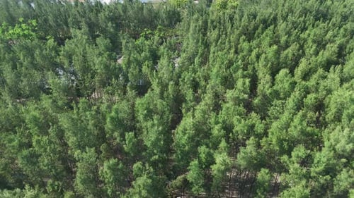 Aerial View Of Lush Green Pine Tree Forest Scenery Video Footage