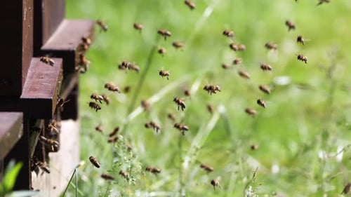 Honeybees Swarming Around Beehive in Rural Setting