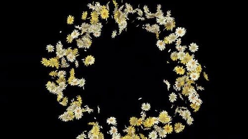 Daisy-Explosion auf Alpha