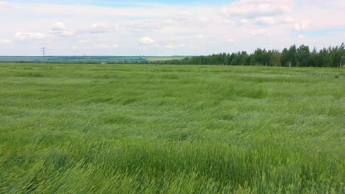 Low Smooth Flight of the Drone Over a Green Farm Field with Smooth Rows of Young Shoots of Grain