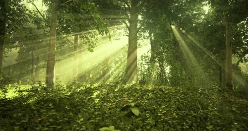 Sunlight Filters Through Trees in a Peaceful Forest During Early Morning Hours