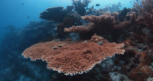 Tropical Amazing Corals in Blue Ocean Living Hard Corals Underwater Landscape Slow Motion