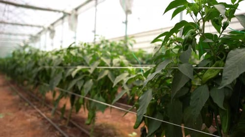 Close-up of Peppers Grown in a Greenhouse