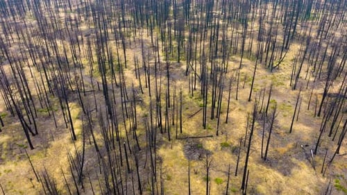 Wide Aerial View Of Wildfire Damage To Forests