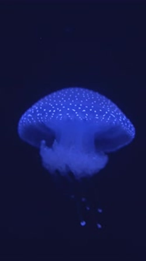Glowing Jellyfish Swimming in Deep Blue Sea