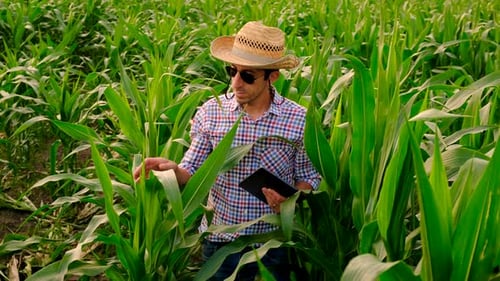 Farmer in a Corn Field Selective Focus