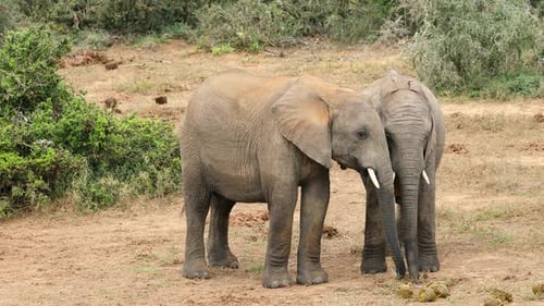 African Elephant Interaction - South Africa