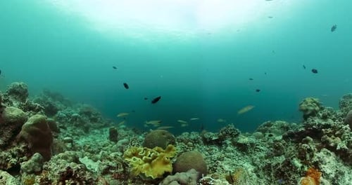 Coral Reef and Marine Fish Underwater World
