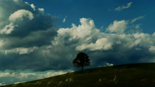 Time Lapse of Single Tree Standing in Landscape Hill Nature Scenery Outdoors