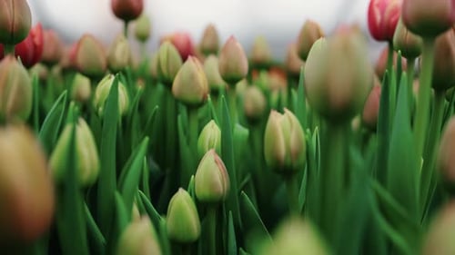 Growing Tulips in a Greenhouse Growing Closeup Blooming Spring Flower Business Concept Spring