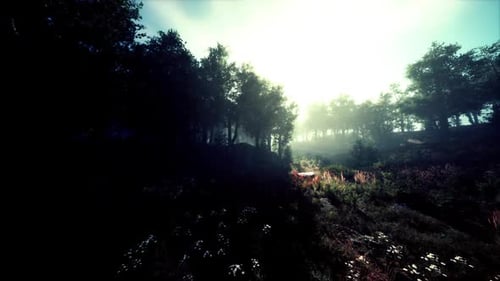 A Serene Morning in a Misty Forest with Sunlight Filtering Through Trees