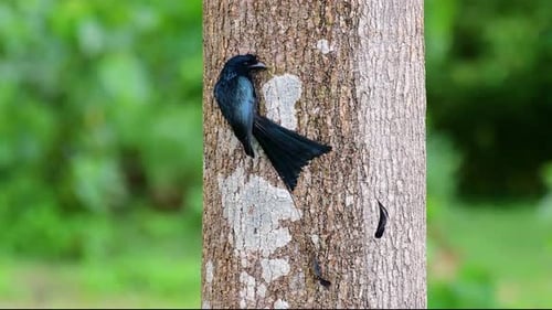 El Drongo mayor de cola de raqueta es conocido por su cola que parece una raqueta; es muy inteligente
