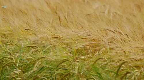 Golden Rye Field Swaying in Summer Breeze Captures Nature's Tranquility